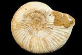 Jurassic Ammonite (Perisphinctes) Fossil - Madagascar #152784-1
